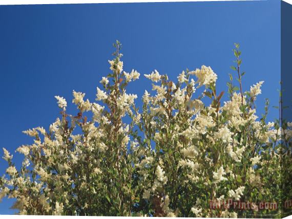 Raymond Gehman A Bush Bearing White Flower Spikes Reaches Skyward Stretched Canvas Print / Canvas Art