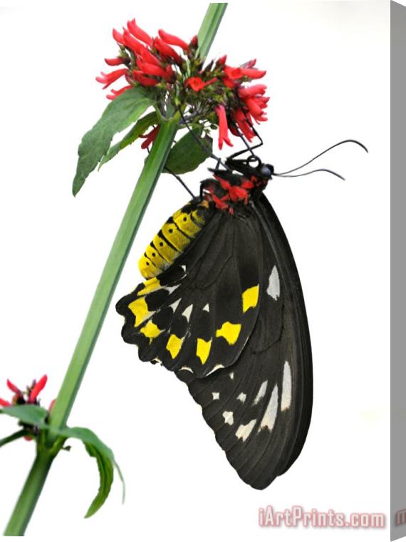 Raymond Gehman A Butterfly Clings to a Red Flowered Green Stalk Stretched Canvas Print / Canvas Art