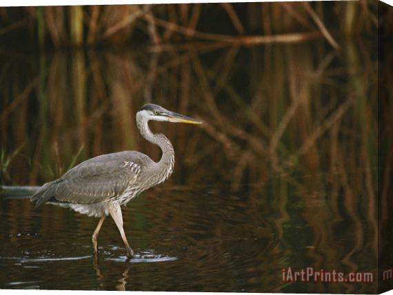 Raymond Gehman A Close View of a Great Blue Heron Stretched Canvas Painting / Canvas Art