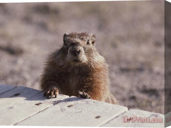 Raymond Gehman A Close View of a Yellow Bellied Marmot Yellowstone National Park Stretched Canvas Painting / Canvas Art