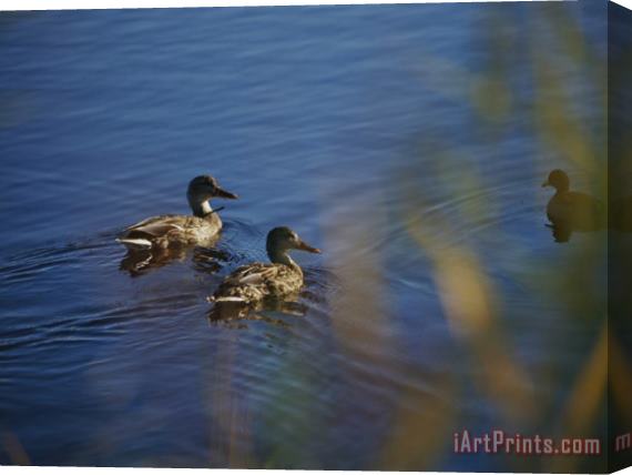 Raymond Gehman A Close View of Ducks Swimming in Water Stretched Canvas Print / Canvas Art