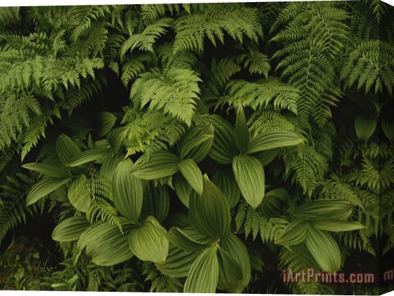 Raymond Gehman A Close View of Ferns And Hellebore Stretched Canvas Painting / Canvas Art