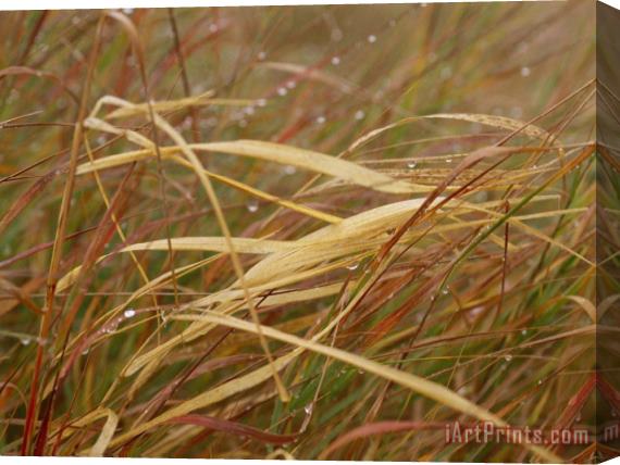 Raymond Gehman A Close View of Raindrops on The Meadow Grass Stretched Canvas Print / Canvas Art