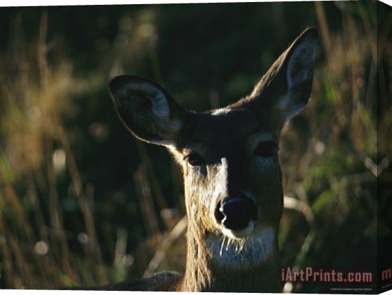 Raymond Gehman A Close View of The Face of a White Tailed Deer Stretched Canvas Painting / Canvas Art