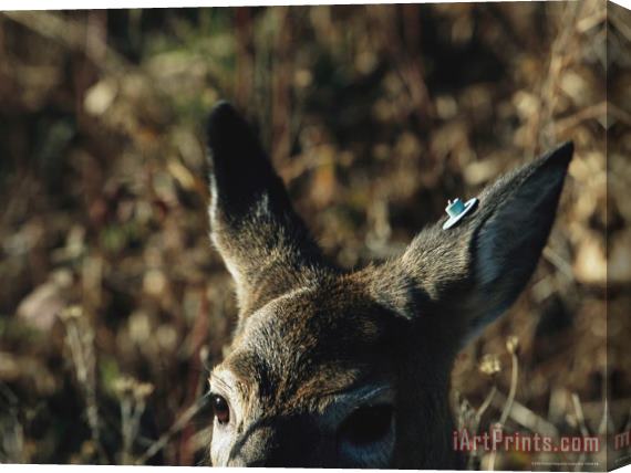 Raymond Gehman A Close View of The Tagged Ear of a White Tailed Deer Stretched Canvas Print / Canvas Art