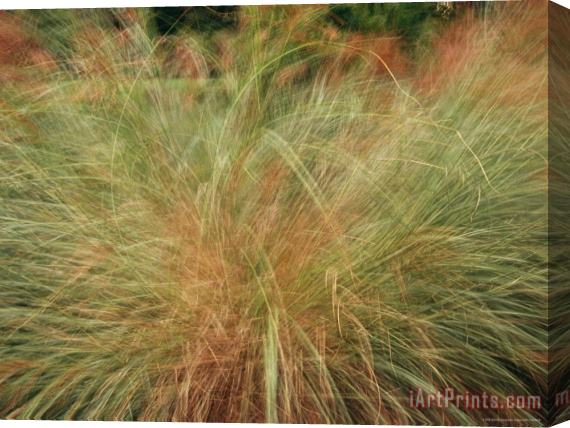 Raymond Gehman A Close View of Wind Rustled Maiden Grass Stretched Canvas Painting / Canvas Art
