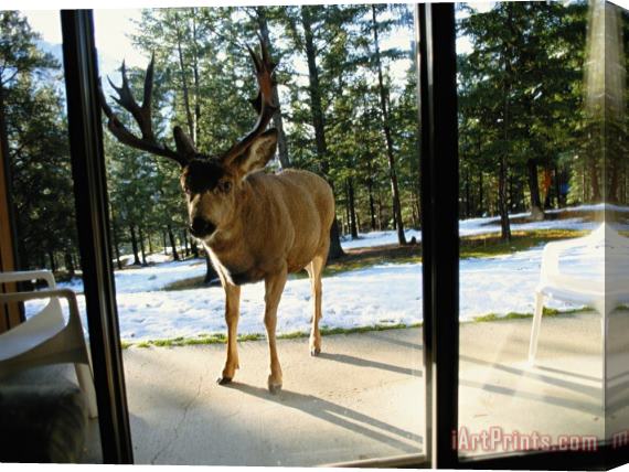 Raymond Gehman A Curious Mule Deer Peers Inside a Hotel Room in Banff Stretched Canvas Painting / Canvas Art