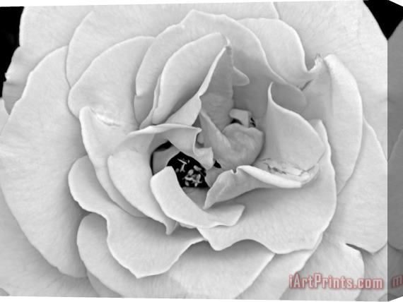 Raymond Gehman A Delicate And Splendid Rose Opens Up Her Petals Stretched Canvas Painting / Canvas Art