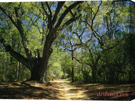 Raymond Gehman A Dirt Road Through a Forest Passes a Large Tree with Spanish Moss Stretched Canvas Print / Canvas Art