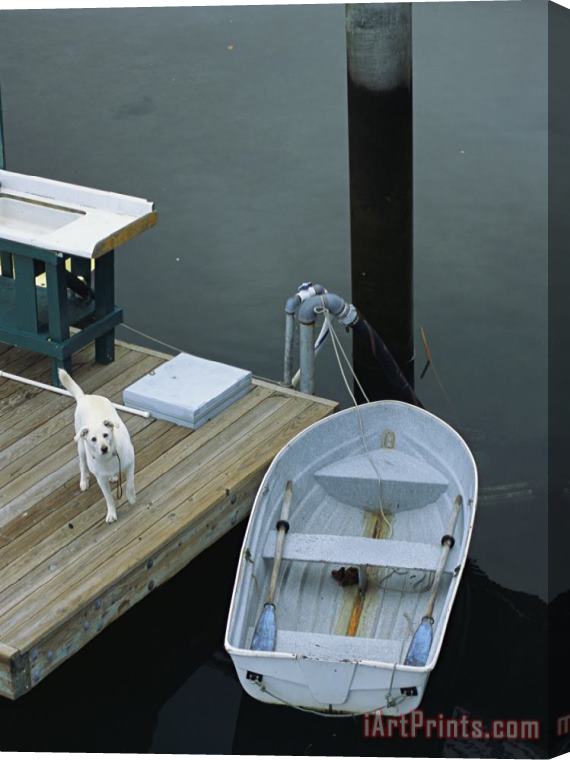 Raymond Gehman A Dog Waits on a Dock Near a Small Row Boat Stretched Canvas Print / Canvas Art