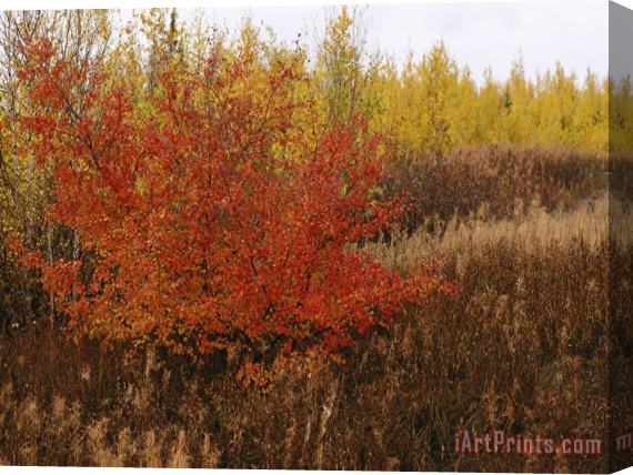 Raymond Gehman A Dwarf Birch Tree Shows Its Autumn Colors Stretched Canvas Print / Canvas Art