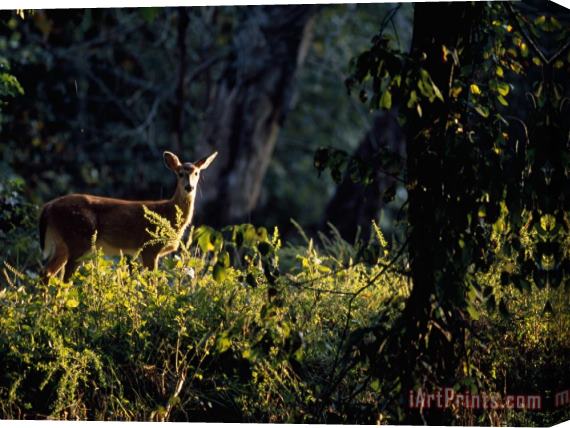 Raymond Gehman A Female White Tailed Deer in a Wooded Setting Stretched Canvas Print / Canvas Art