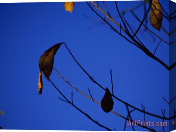 Raymond Gehman A Few Leaves Clinging to Tree Branches in Autumn Stretched Canvas Print / Canvas Art