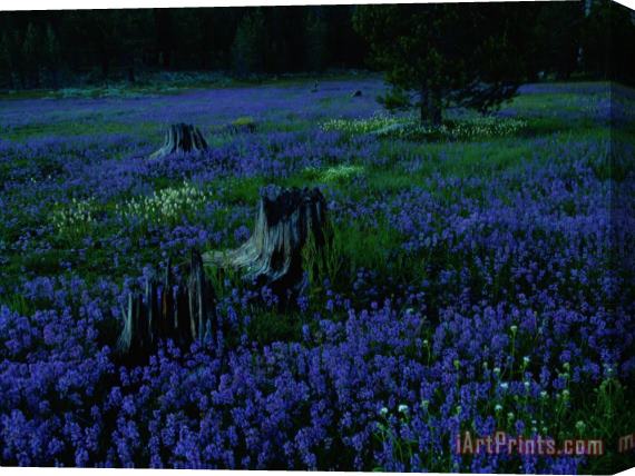 Raymond Gehman A Field Burned by Fire Is Covered with Wildflowers Stretched Canvas Print / Canvas Art