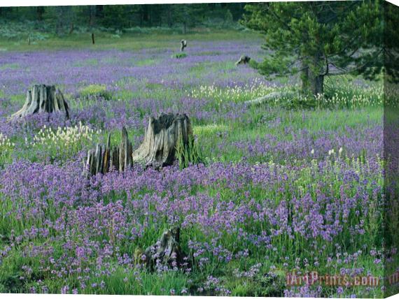 Raymond Gehman A Field of Violets Stretched Canvas Print / Canvas Art