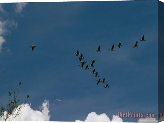 Raymond Gehman A Flock of Canada Geese Fly in Formation Above Wade Island Stretched Canvas Print / Canvas Art