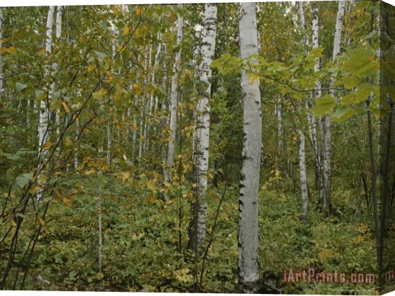 Raymond Gehman A Forest in The Apostle Islands Stretched Canvas Painting / Canvas Art