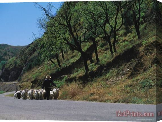 Raymond Gehman A Goatherd Leads His Flock of Goats Along a Rural Road Near Beijing Stretched Canvas Print / Canvas Art