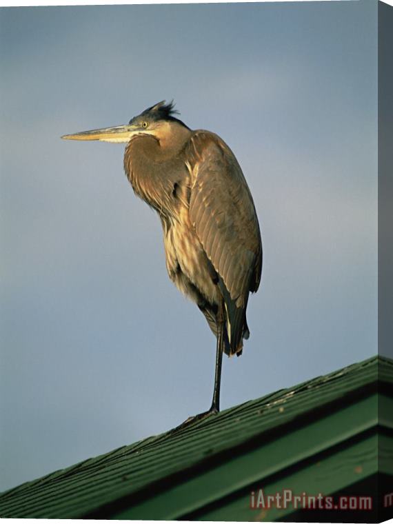 Raymond Gehman A Great Blue Heron Perches on a Rooftop in The Gulf Islands National Seashore Stretched Canvas Print / Canvas Art