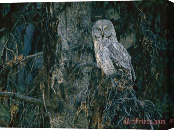 Raymond Gehman A Great Gray Owl Scouts for Prey in Yellowstone Stretched Canvas Painting / Canvas Art