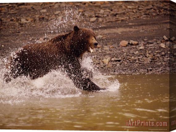 Raymond Gehman A Grizzly Splashes Through The Water Stretched Canvas Print / Canvas Art