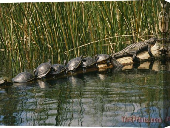 Raymond Gehman A Group of Aquatic Turtles And an American Alligator Bask on a Log Stretched Canvas Print / Canvas Art