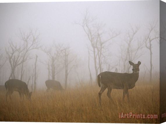 Raymond Gehman A Group of White Tailed Deer Does Eating in Morning Fog Stretched Canvas Print / Canvas Art