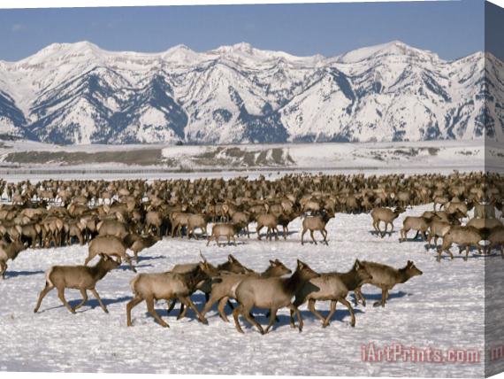 Raymond Gehman A Herd of Elk Moving Through The Snow Covered Rangeland of The National Elk Refuge Stretched Canvas Print / Canvas Art