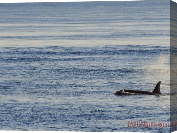Raymond Gehman A Killer Whale Orcinus Orca Swims Through Placid Water Stretched Canvas Print / Canvas Art