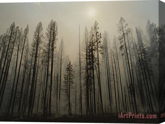Raymond Gehman A Lodgepole Pine Forest Smoulders After a Fire Stretched Canvas Print / Canvas Art