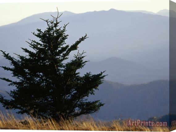 Raymond Gehman A Lone Spruce Tree And The Appalachian Mountains Ridges in Distance Stretched Canvas Print / Canvas Art