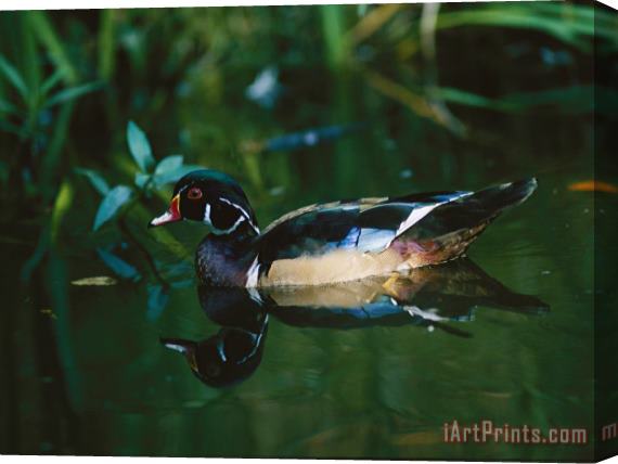 Raymond Gehman A Male Wood Duck Makes Its Home in The Wildlife Park at Brookgreen Gardens in South Carolina Stretched Canvas Painting / Canvas Art