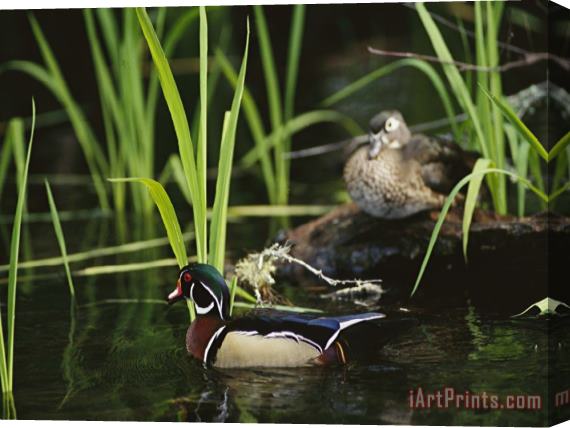 Raymond Gehman A Male Wood Duck Swims Past Its Mate Perched on a Log Stretched Canvas Print / Canvas Art