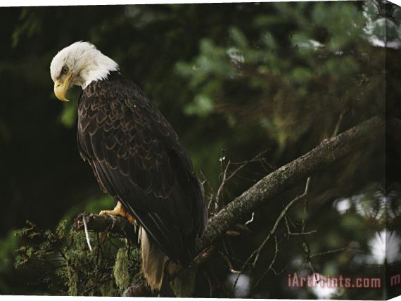 Raymond Gehman A Mature Bald Eagle Is Perched Atop a Tree Branch Stretched Canvas Print / Canvas Art