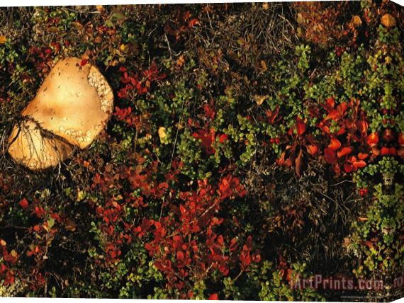 Raymond Gehman A Mushroom Grows Next to a Cranberry Bush Stretched Canvas Print / Canvas Art
