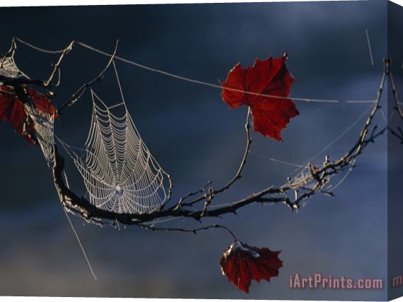 Raymond Gehman A Orb Weaving Spider's Web on a Sycamore Tree Branch Stretched Canvas Painting / Canvas Art