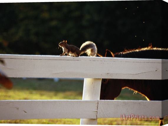 Raymond Gehman A Pastured Horse And a Gray Squirrel Outlined by The Late Afternoon Sun Stretched Canvas Print / Canvas Art