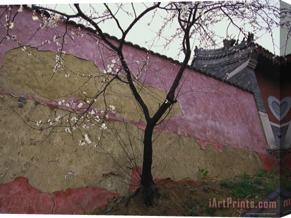 Raymond Gehman A Plum Tree Near The Miao Fengshan Buddhist Temple in Beijing Stretched Canvas Print / Canvas Art