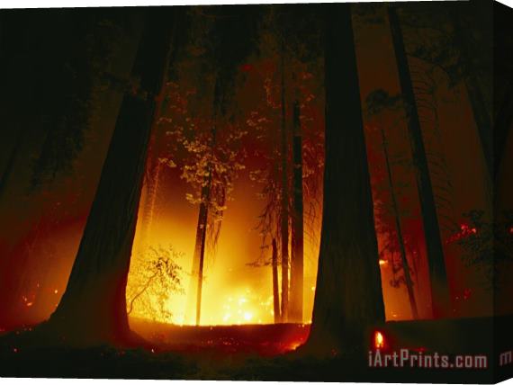 Raymond Gehman A Prescribed Fire Illuminates The Giant Sequoia Trees Stretched Canvas Print / Canvas Art