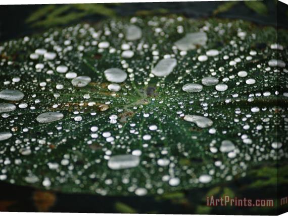 Raymond Gehman A Raindrop Covered Water Lily Floats Amongst Fallen Autumn Leaves in Hematite Lake Stretched Canvas Print / Canvas Art