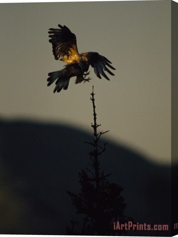 Raymond Gehman A Rough Legged Hawk Comes in for a Landing on The Spire of a Tree Ivvavik Yukon Stretched Canvas Painting / Canvas Art