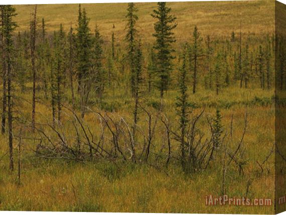 Raymond Gehman A Scenic View of a Spruce Bog Stretched Canvas Painting / Canvas Art