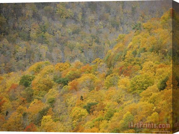 Raymond Gehman A Scenic View of The Autumn Foliage on North Aspy Mountain Stretched Canvas Print / Canvas Art