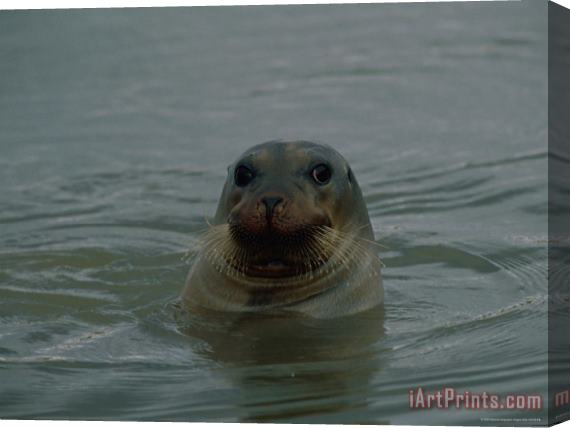 Raymond Gehman A Seal Pokes Its Head Out of The Water Stretched Canvas Print / Canvas Art