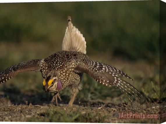 Raymond Gehman A Sharp Tailed Grouse Bows And Struts in a Mating Ritual at Grasslands National Park in Saskatchewa Stretched Canvas Painting / Canvas Art