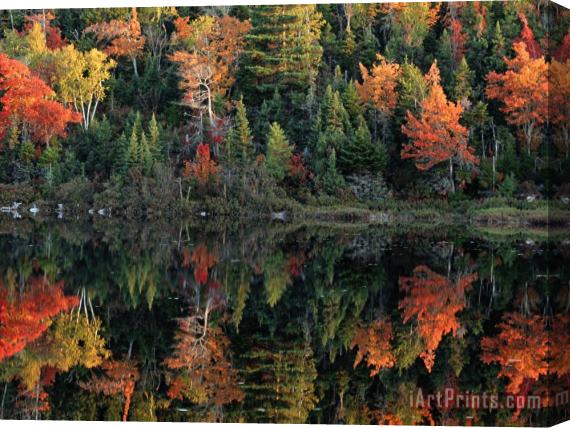 Raymond Gehman A Shore Lined with Trees in Autumn Hues Casting Reflections in Water Stretched Canvas Print / Canvas Art
