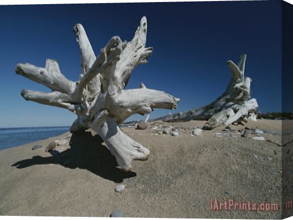 Raymond Gehman A Shot of Some Driftwood on a Beach in The Apostle Islands Stretched Canvas Painting / Canvas Art