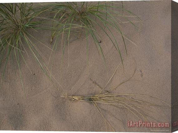 Raymond Gehman A Shot of Some Grass Growing on a Beach in The Apostle Islands Stretched Canvas Print / Canvas Art
