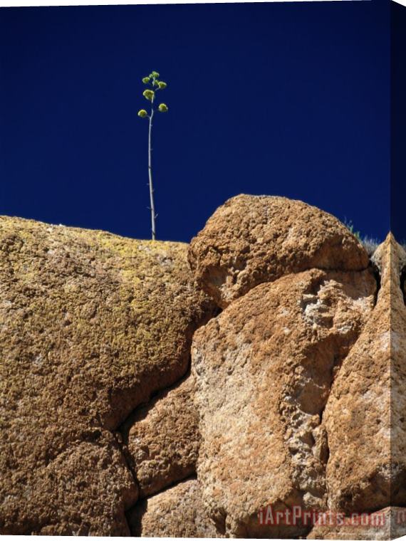Raymond Gehman A Single Plant Grows From a Crack in a Large Rock Stretched Canvas Painting / Canvas Art