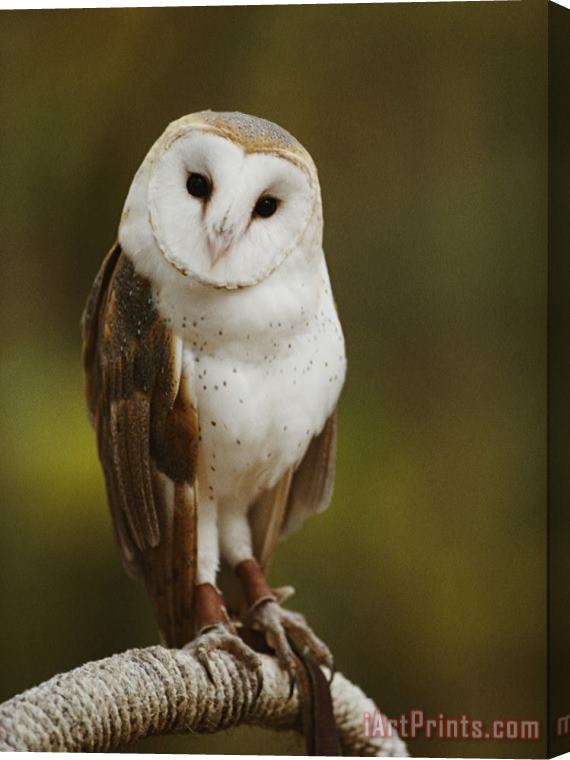 Raymond Gehman A Snowy Faced Barn Owl Is One of The Wildlife Exhibits at The Nature Station Stretched Canvas Print / Canvas Art